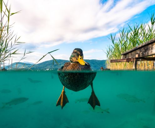 Eine Ente schwimmt auf einem klaren See, teilweise unter Wasser fotografiert, mit grünen Pflanzen und einem Holzsteg im Hintergrund