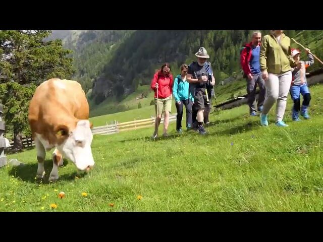 Eine Gruppe von Wanderern geht neben einer grasenden Kuh auf einer grünen Wiese in Katschberg